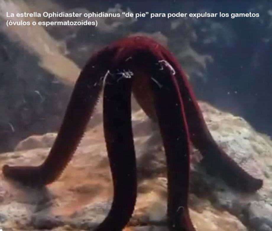 La estrella roja, científicamente llamada «Ophidiaster ophidianus»