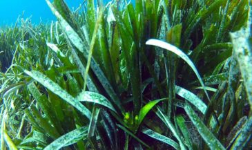 CURSO DE VERANO UAL: Posidonia oceanica (L.) Delile. Conservación y gestión del bosque sumergido