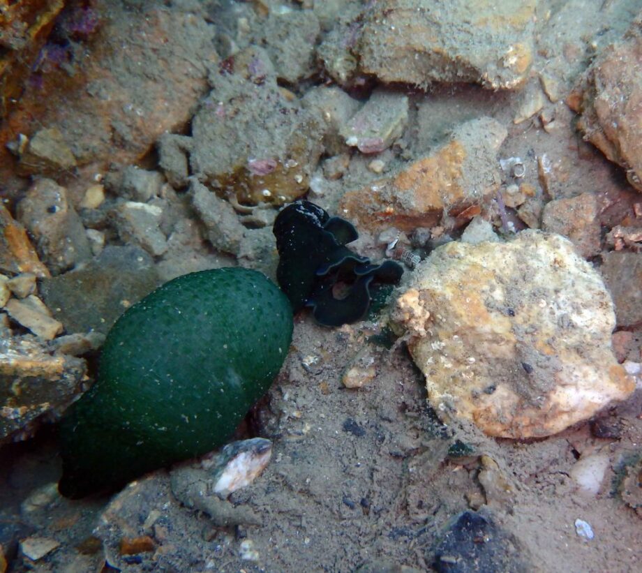 bonelia viridis