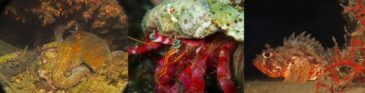BUCEO NOCTURNO Y BUCEO EN ZEC PUNTA ENTINAS SABINAR