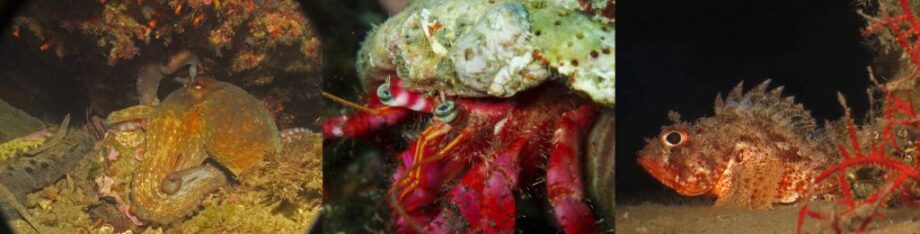 BUCEO NOCTURNO Y BUCEO EN ZEC PUNTA ENTINAS SABINAR